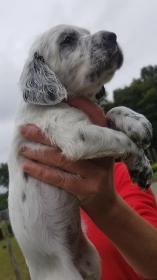 Sybelle des Echos des Pilards