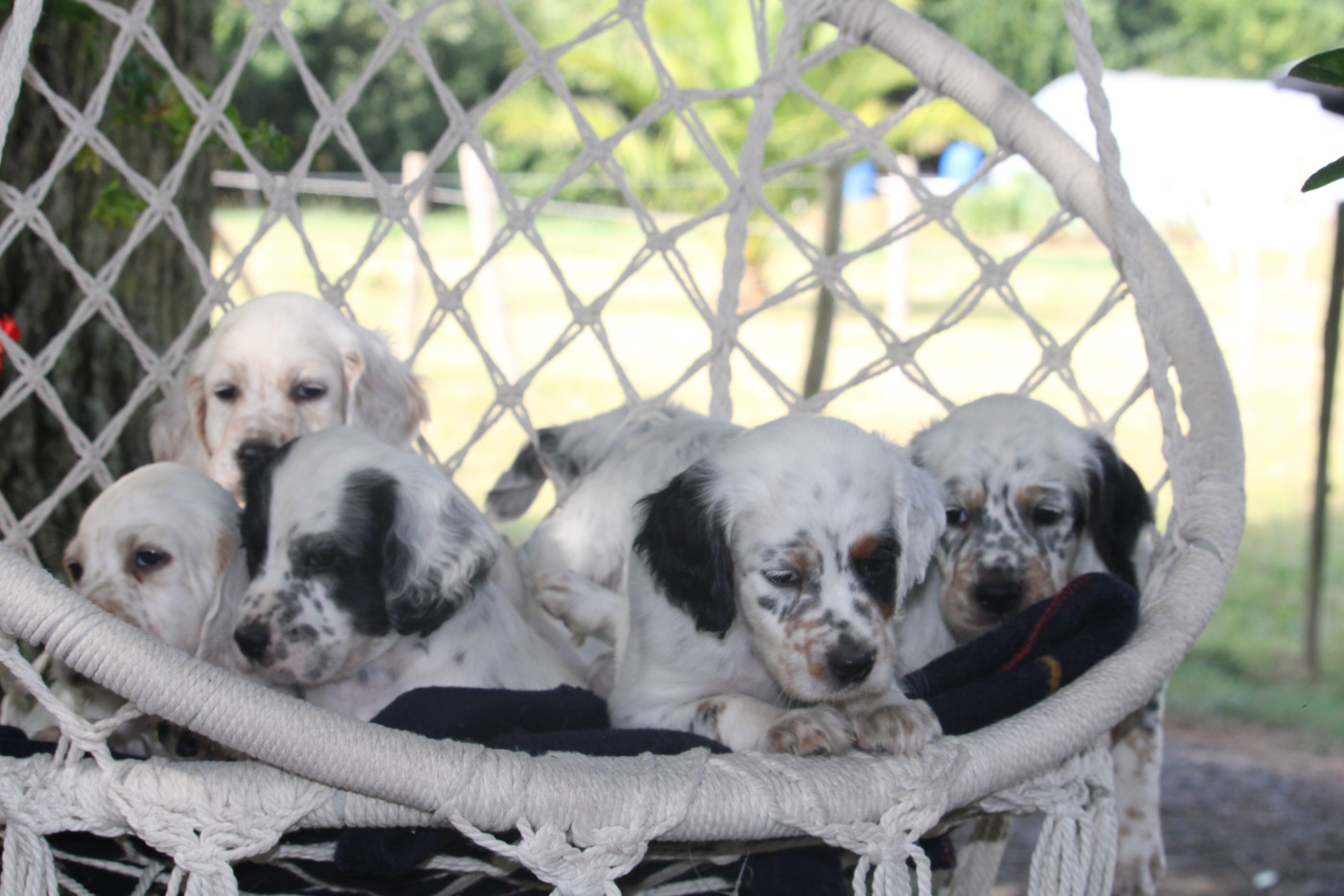 Chiot Setter Anglais des Echos des Pilards
