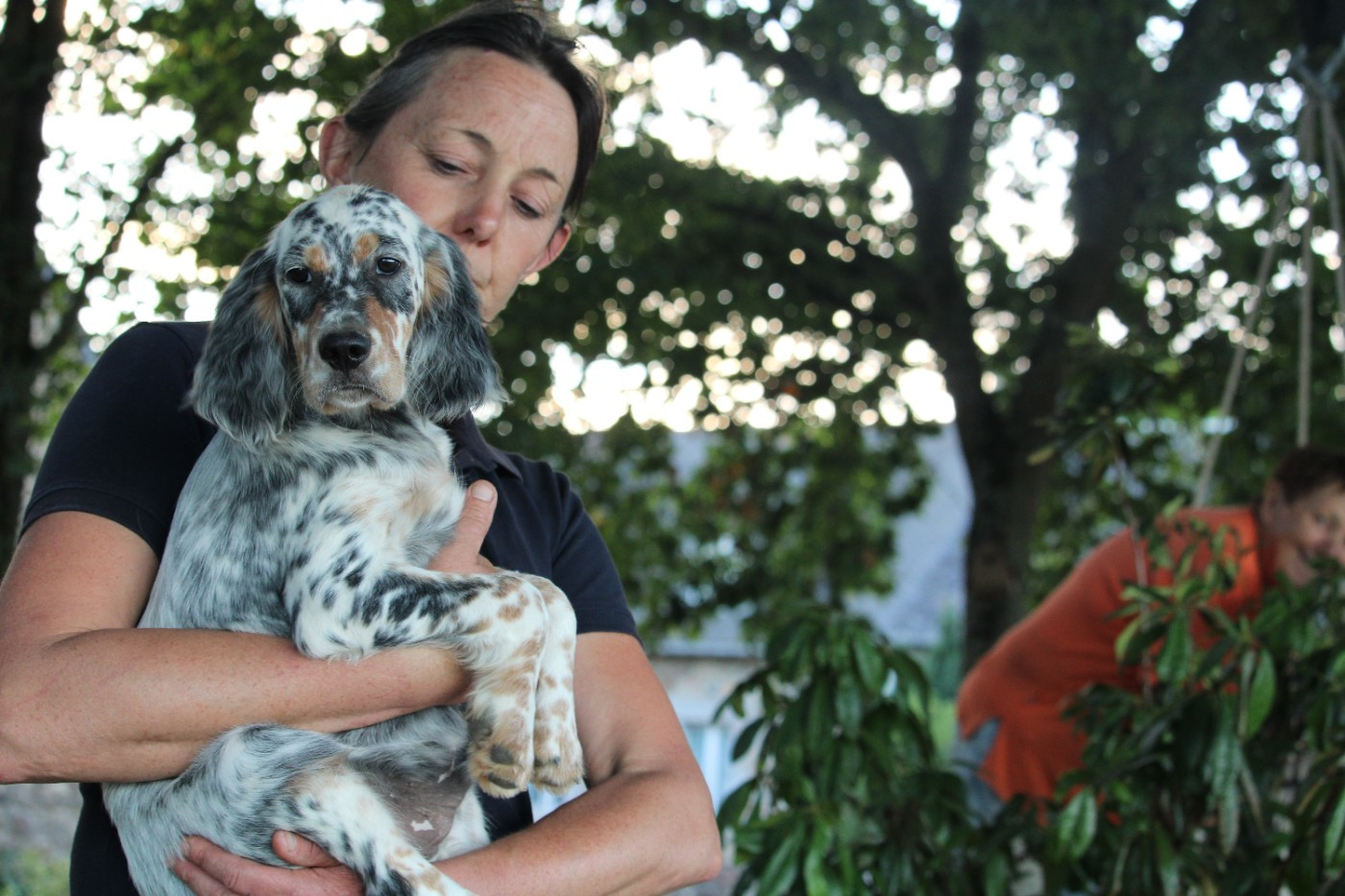des Echos des Pilards - Chiots disponibles - Setter Anglais