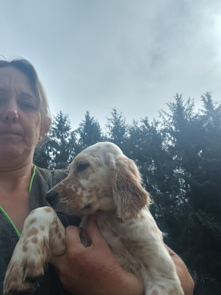 des Echos des Pilards - Chiots disponibles - Setter Anglais