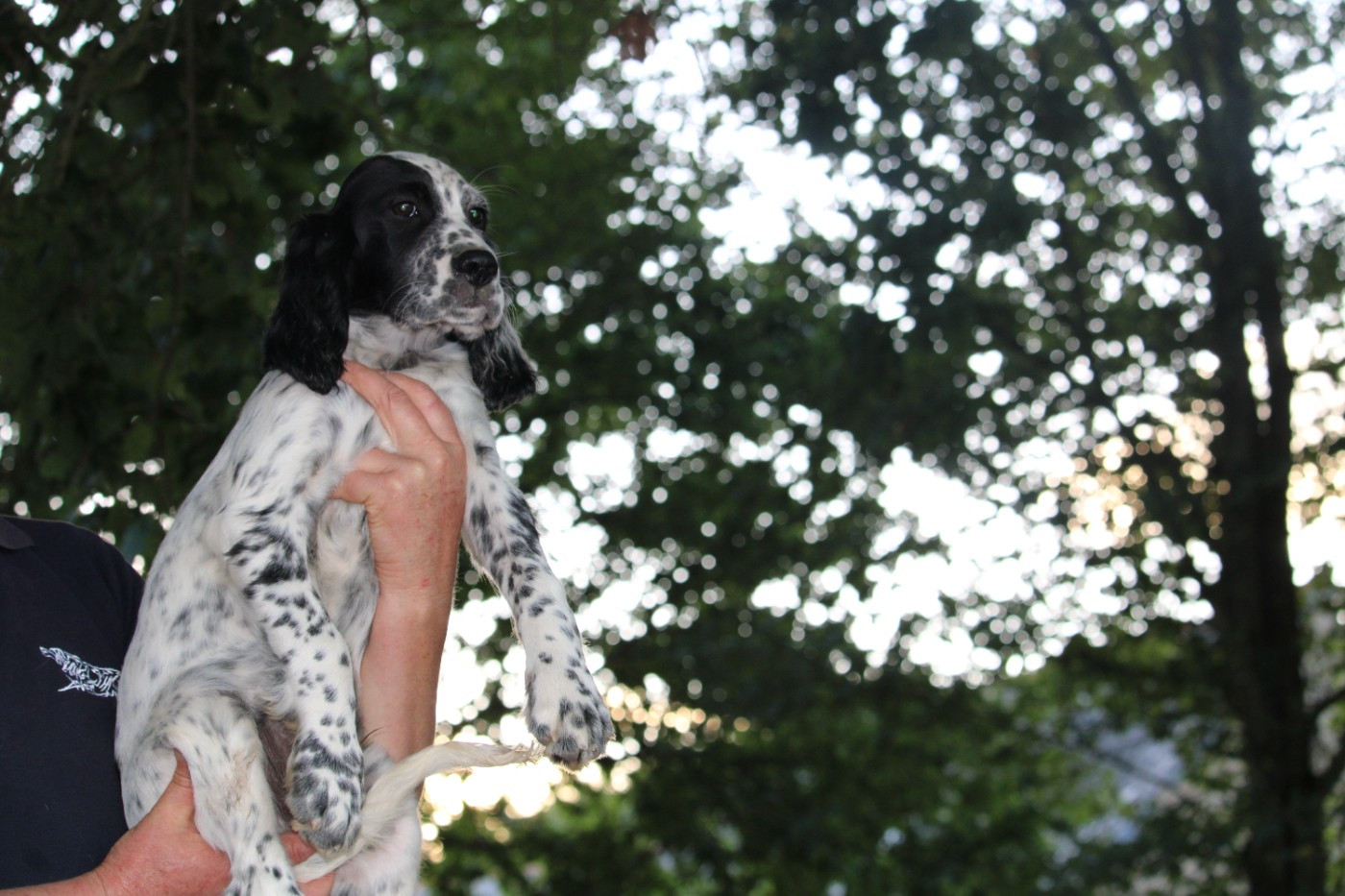 des Echos des Pilards - Chiots disponibles - Setter Anglais