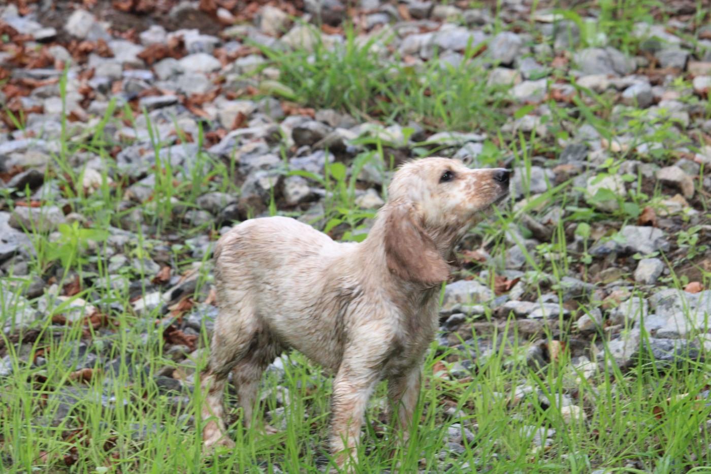 des Echos des Pilards - Chiots disponibles - Setter Anglais