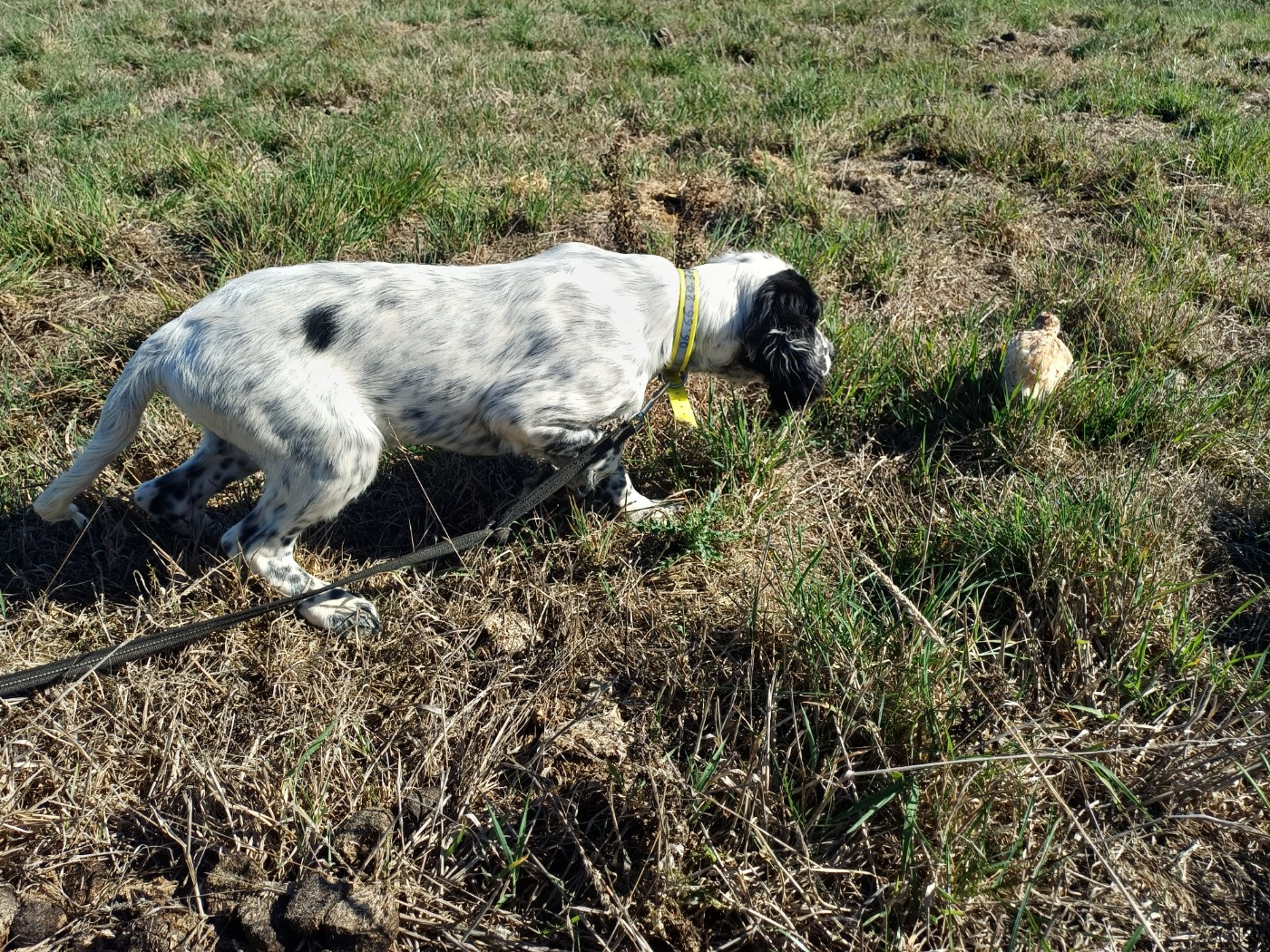 des Echos des Pilards - Chiots disponibles - Setter Anglais